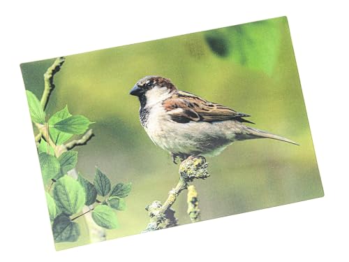 3 D Ansichtskarte Spatz, Postkarte Wackelkarte Hologrammkarte Tier Vogel Gartenvogel Sperling von Cornelissen