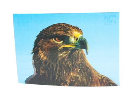 3 D Ansichtskarte Steinadler Postkarte Wackelkarte Hologrammkarte Tiere Adler Vogel Greifvogel von Cornelissen