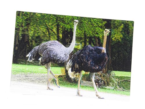 3 D Ansichtskarte Strauße, Postkarte Wackelkarte Hologrammkarte Tier Strauss von Cornelißen