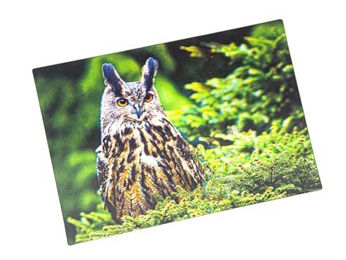 3 D Ansichtskarte Uhu Postkarte Wackelkarte Hologrammkarte Tiere Eulen Uhus Vogel Greifvogel von Cornelissen