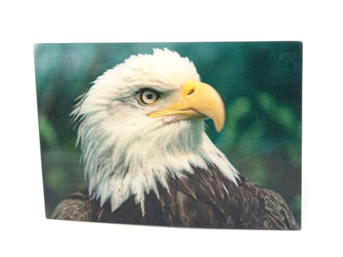 3 D Ansichtskarte Weißkopfseeadler Postkarte Wackelkarte Hologrammkarte Tiere Adler Vogel Greifvogel von Cornelissen