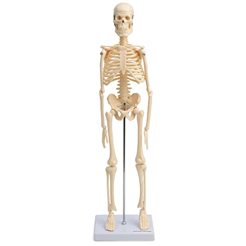 Cranstein A-121 Kleines Mini Skelett Modell 45cm | Beige | Kleines Skelett Anatomie Modell | Deko | als Geschenk von Cranstein Scientific