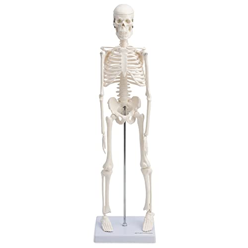 Cranstein A-122 Kleines Mini Skelett Modell 45cm | Weiss | Kleines Skelett Anatomie Modell | Deko | als Geschenk von Cranstein Scientific