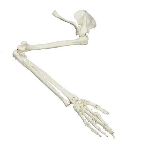 Lebensgröße Menschliches Arm Skelettmodell Für Anatomische Untersuchung Anatomischer Skelettmodell Des Oberen Gliedes Lebensgröße Skelettmodell Lebensgröße Menschliches Arm Skelettmodell Für Anatomische Untersuchung Anatomischer Skelettmodell Des Oberen Gliedes Lebensgröße Skelettmodell von DABAIXIONG