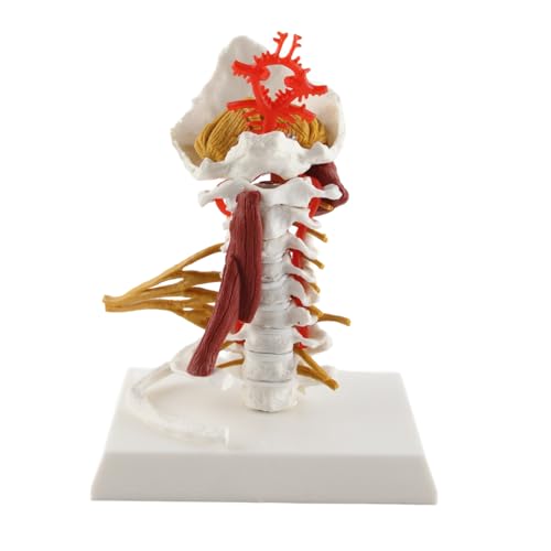 Anatomisch detailliertes Halswirbelsäulenmodell, abnehmbare Wirbelsäulennerven für medizinisches Training, Patientenerziehung und Anatomiestudie Anatomisch detailliertes Halswirbelsäulenmodell, abnehmbare Wirbelsäulennerven für medizinisches Training, Patientenerziehung und Anatomiestudie von DIRBAK