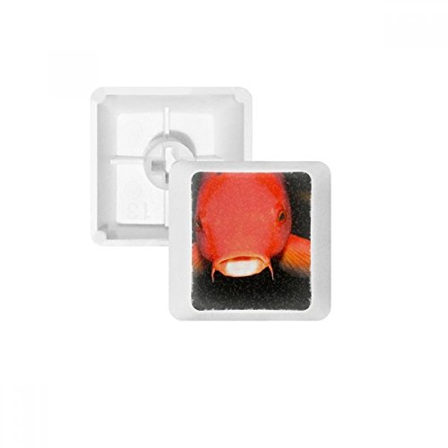 DIYthinker Meeresorganismus Red Fish Tier PBT Keycaps für Mechanische Tastatur Weiß OEM Keine Markierung drucken von DIYthinker