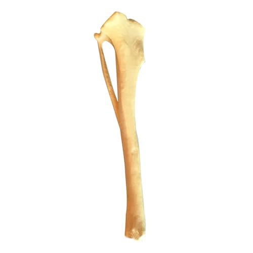 Hund Tibia Skelettmodell Hund Tibia Skelett Anatomie Modell Hunde Tibia Skelettmodell Medizinische Lehrhilfen Hund Tibia Skelettmodell Hund Tibia Skelett Anatomie Modell Hunde Tibia Skelettmodell Medizinische Lehrhilfen von DOSERTY