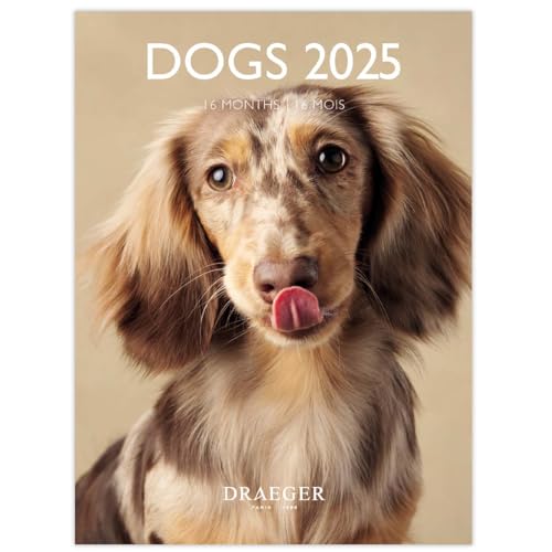Draeger Paris – Kleiner Wandkalender 14 x 18 cm 2025 – September 2024 bis Dezember 2025 – 7 Sprachen – September 2024 bis Dezember 2025 – 12 Fotos verfügbar – Hunde – Organisation Ihrer Tage von DRAEGER