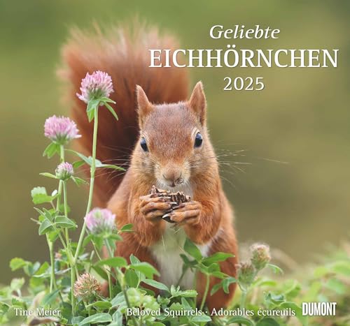 Geliebte Eichhörnchen 2025 - DUMONT Wandkalender - mit den wichtigsten Feiertagen - Format 38,0 x 35,5 cm von Dumont Kalenderverlag
