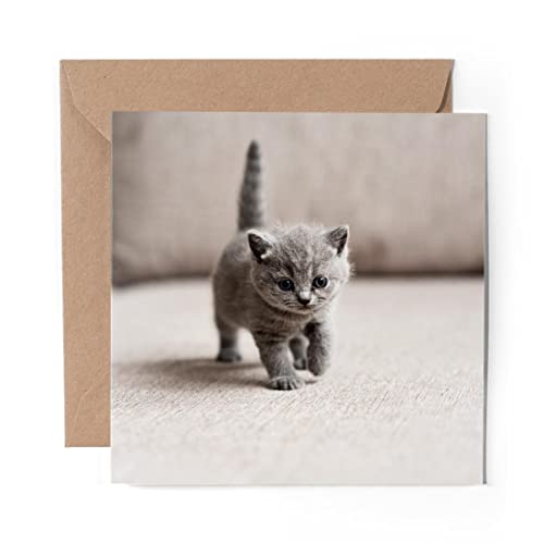1 x Grußkarte (Fotoeinlage) – British Shorthair Blue Kitten Cat Pet – blanko Geburtstagsfeier Jahrestag #16257 von DV DESIGN