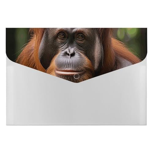 Orang-Utan Foto-Aktenordner, Organizer, langlebig, mit 6 Fächern, Ordner für Aktenschrank, Büro, Lebenslauf-Portfolio Orang-Utan Foto-Aktenordner, Organizer, langlebig, mit 6 Fächern, Ordner für Aktenschrank, Büro, Lebenslauf-Portfolio von DWTJKMS