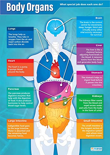 Body Organs | Science Poster | laminiertes Glanzpapier mit den Maßen 850 mm x 594 mm (A1) | Science Charts für das Klassenzimmer | Bildung Diagramme von Daydream Education von Daydream Education