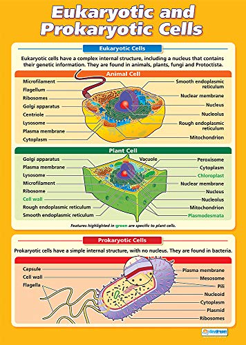 Daydream Education Eukaryotische und prokaryotische Zellen, Wissenschaftsposter, laminiertes Glanzpapier, 850 mm x 594 mm (A1), Wissenschaftsdiagramme für das Klassenzimmer, Bildungstabellen von Daydream Education