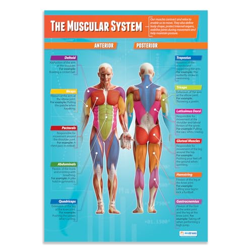 Daydream Education Lernposter „The Muscular System“ (Das Muskelsystem) für den Sportunterricht, Hochglanzpapier, 850 mm x 594 mm (A1) – in englischer Sprache von Daydream Education
