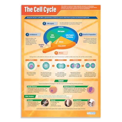Daydream Education The Cell Cycle | Science Posters | Gloss Paper measuring 850mm x 594mm (A1) | Science Charts for the Classroom | Education Charts von Daydream Education