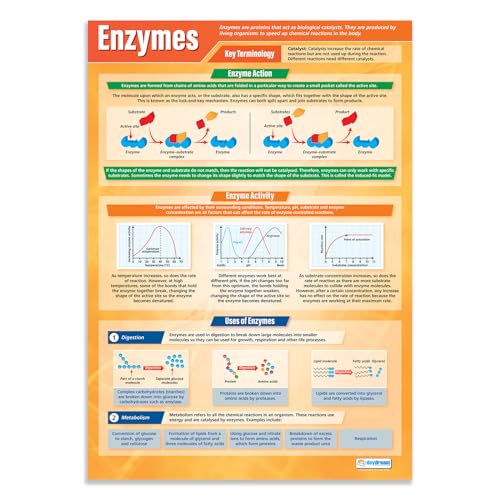 Enzyme | Wissenschaftsposter | Glanzpapier 850 mm x 594 mm (A1) | Wissenschaftsdiagramme für das Klassenzimmer | Bildungstabellen von Daydream Education von Daydream Education