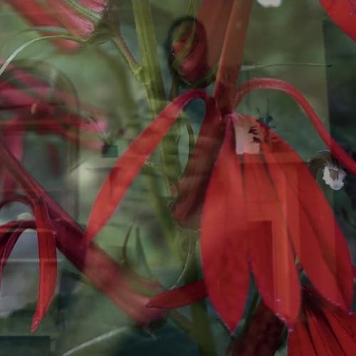Picnic Moonside [Musikkassette] von Dear Life Records