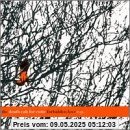 Forbidden Love Ep von Death Cab for Cutie