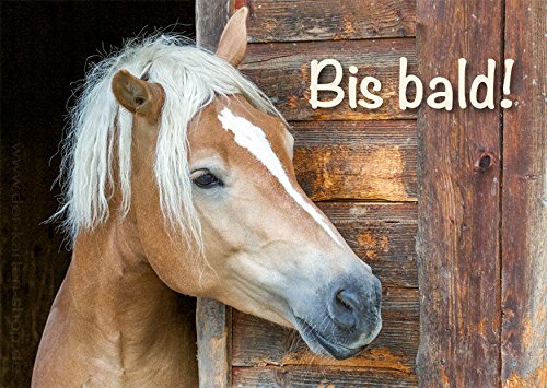 3 Stück A6 Tierpostkarten Postkarten Grußkarte Pferdepostkarte Haflinger Pferd "Bis bald!" von Der-Karten-Shop.de