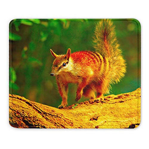 Australien Numbat Perth Mauspads Geschenk Souvenir 7,9 x 9,5 in 3mm Gummipad von Desert Eagle