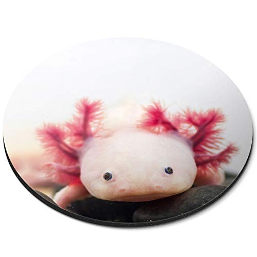 Destination Vinyl ltd Axolotl 3066 Mauspad für Aquarium, Drachenfisch, flexibel, rund, 5 mm, Gummi, für Büro und Zuhause von Destination Vinyl Ltd