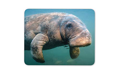 Manatee Seekuh Mauspad Pad - Marine Mammal Ocean Life Computer-Geschenk # 16859 von Destination Vinyl Ltd
