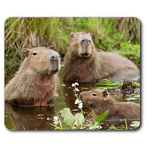 Mauspad – Capybara Swimming Family 23,5 x 19,6 cm (9,3 x 7,7 Zoll) für Computer & Laptop, Büro, Geschenk, rutschfeste Unterseite – RM21314 von Destination Vinyl Ltd