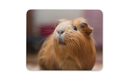 Nette Ingwer-Meerschweinchen Mauspad Pad - Schwein Tier-Kind-Geschenk-PC Computer # 8353 von Destination Vinyl Ltd