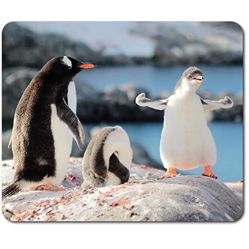 Mauspad, rechteckig, Motiv: Gentoo Pinguin mit Küken, 23,5 x 19,6 cm, für Computer und Laptop, Büro, rutschfeste Unterseite #45141 Mauspad, rechteckig, Motiv: Gentoo Pinguin mit Küken, 23,5 x 19,6 cm, für Computer und Laptop, Büro, rutschfeste Unterseite #45141 von Destination