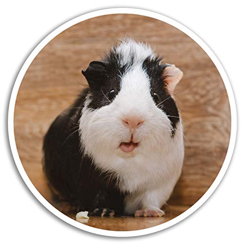 DestinationVinyl 2 x 10 cm Funky Meerschweinchen Vinyl-Aufkleber - Netter Aufkleber Laptop Gepäck # 18056 (10 cm breit) von DestinationVinyl