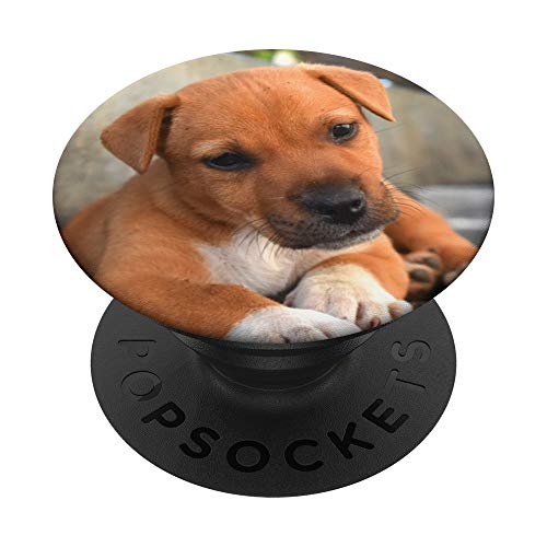 Nettes braunes weißes Hündchen-kühles Tiergeschenk - PopSockets Ausziehbarer Sockel und Griff für Smartphones und Tablets von Dogtastic