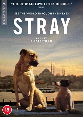 Stray [DVD] [2021] von Dogwoof