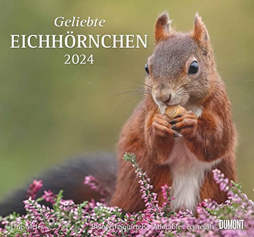 Geliebte Eichhörnchen 2024 - DUMONT Wandkalender - mit den wichtigsten Feiertagen - Format 38,0 x 35,5 cm von Dumont Kalenderverlag
