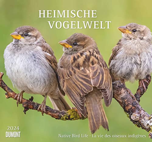 Heimische Vogelwelt 2024 - DUMONT Wandkalender - mit den wichtigsten Feiertagen - Format 38,0 x 35,5 cm von Dumont Kalenderverlag