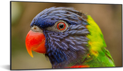 DynaScan DS752LR4 - 190.5 cm (75) Diagonalklasse LCD-Display mit LED-Hintergrundbeleuchtung - 4K UHD (2160p) 3840 x 2160 - Schwarz von DynaScan