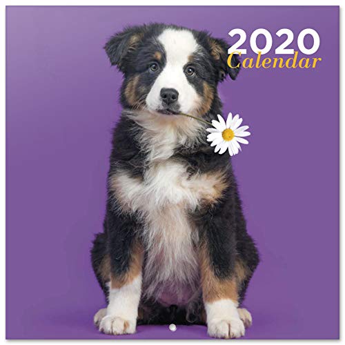 ERIK® Chantrenne Dog Wandkalender/Broschürenkalender 2020 30x30cm (aufgeklappt 30x60cm im Hochformat) von ERIK