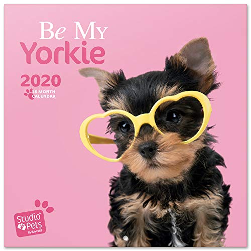 ERIK® Studio Pets Yorkie Wandkalender/Broschürenkalender 2020 30x30cm (aufgeklappt 30x60cm im Hochformat) von ERIK