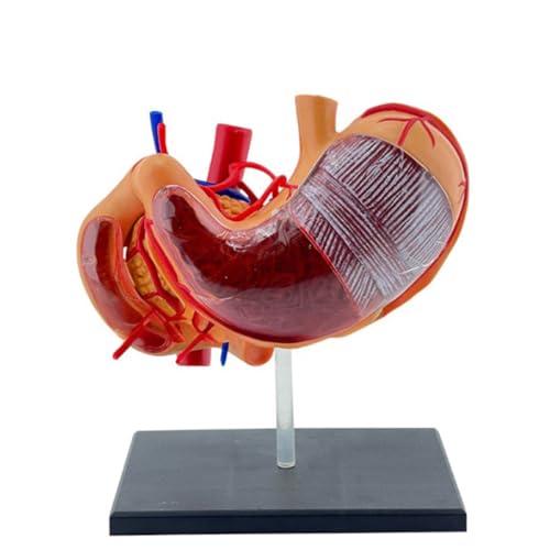 Interaktives 4D-Modell für Bauch-Anatomie, für Medizin, Studenten, medizinisches Fachpersonal, PVC, 4D, Magenanatomie, Wissenschaftsmodell von EUYueli