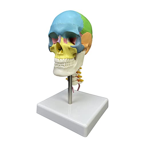 Medizinisches anatomisches Modell mit menschlichem Schädel, mit Halswirbel für die menschliche Anatomieforschung Medizinisches anatomisches Modell mit menschlichem Schädel, mit Halswirbel für die menschliche Anatomieforschung von EUYueli