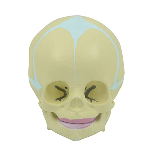 Menschlicher Schädel Modell Baby für Kopf Schädel Anatomie Modell mit beweglichem Unterkiefer 1:1 Lebensgröße 30 Wochen Baby für Medizinstudium Menschlicher Schädel Modell Baby für Kopf Schädel Anatomie Modell mit beweglichem Unterkiefer 1:1 Lebensgröße 30 Wochen Baby für Medizinstudium von EUYueli