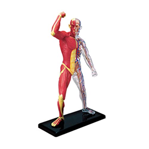 Miniatur-Muskelmodell, menschliche Anatomie, Muskel-Skelett-Modell, medizinisches Lehrwerkzeug für medizinisches Studium und Display Miniatur-Muskelmodell, menschliche Anatomie, Muskel-Skelett-Modell, medizinisches Lehrwerkzeug für medizinisches Studium und Display von EUYueli