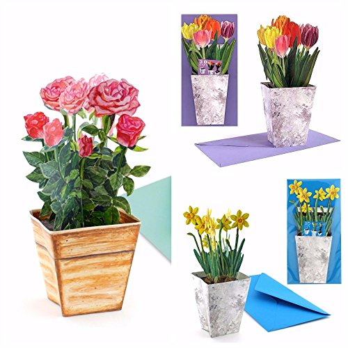 3 Pop-Up-Karten BLUMEN: 3 D-Faltkarten mit bunten Tulpen, Rosen und gelben Narzisssen/Osterglocken im Topf - für Frühlingsgrüße und den Valentinstag von Edition Colibri