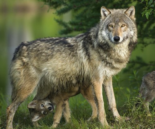 3D-Postkarte / Lentikular Karte Wölfe "WOLFS-MAMA MIT KIND" - von Edition Colibri