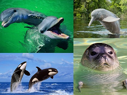 4-er Postkarten-Set MEERESTIERE: Delfine, Schwertwale (Orcas) und Seehund, 4 Ansichtskarten von Edition Colibri von Edition Colibri