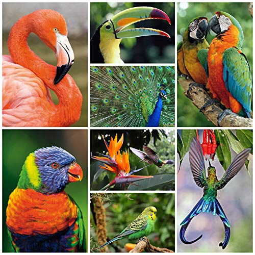 40 Tierpostkarten"EXOTISCHE VÖGEL" (8 Motive á 5 St. = 40 St.) - Postkarten-Set Tiere für Kinder, Postcrossing etc.von EDITION COLIBRI von Edition Colibri