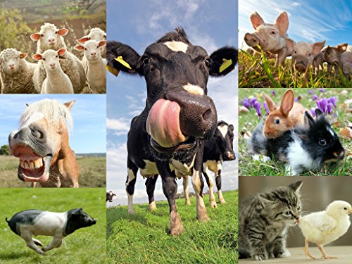 "Bauernhoftier-Postkarten": 14 Postkarten von Bauernhoftieren - am besten für Tierliebhaber, Postkartensammler und Postcrossing von Edition Colibri