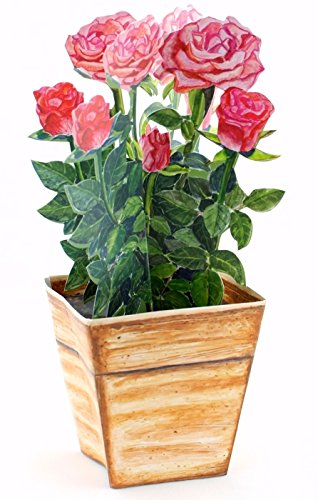 Blumentopf mit roten Rosen: 3D Pop Up Karte mit einem Topf Rosen, die nie verwelken - Ideal als Geburtstagskarte oder Valentinstagskarte von Edition Colibri
