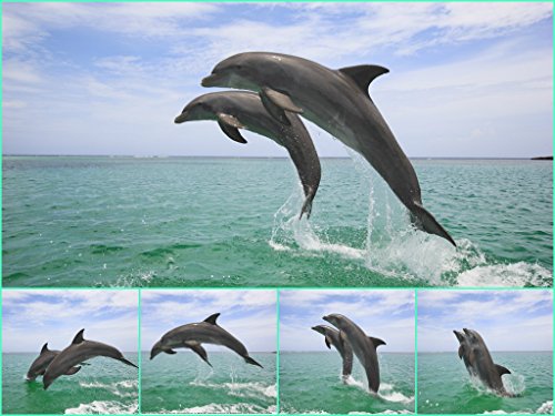 EDITION COLIBRI 1 Lentikular Karte: Delfin/Delphin als Geschenk, Postkarten, Wackelkarten, Mitgebsel für Kindergeburtstag, Geschenke für Mädchen, Tierkarten von Edition Colibri