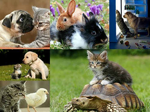 EDITION COLIBRI Postcrossing Postkarten-Set Tierfreundschaft Hunde Katzen Schildkröten 6 Stück von Edition Colibri