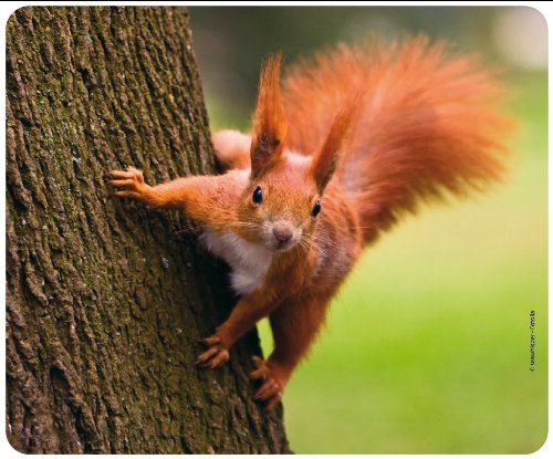 EICHHÖRNCHEN AM Baum (Motiv 22): Tier-Mousepad aus extrem reissfestem Spezialkautschuk mit stark haftender Unterseitekompatibel für alle Maustypen von Edition Colibri